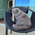 Cotto Do Gatto