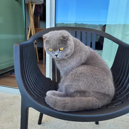 Cotto Do Gatto