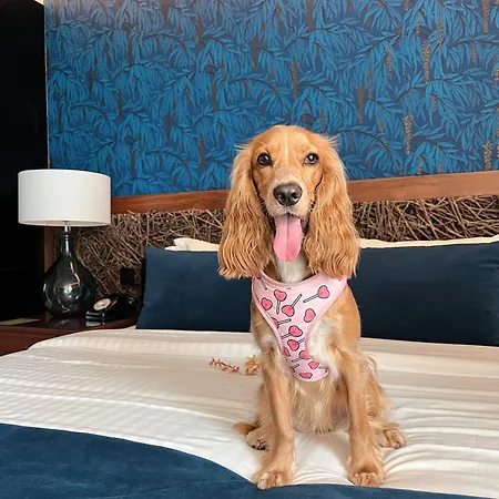 Cotto Do Gatto 4* Ponte da Barca