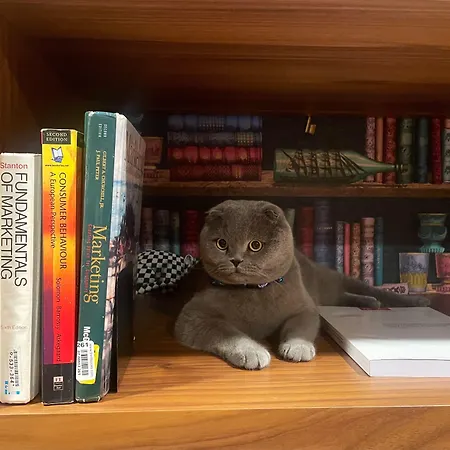 Cotto Do Gatto Otel 4*