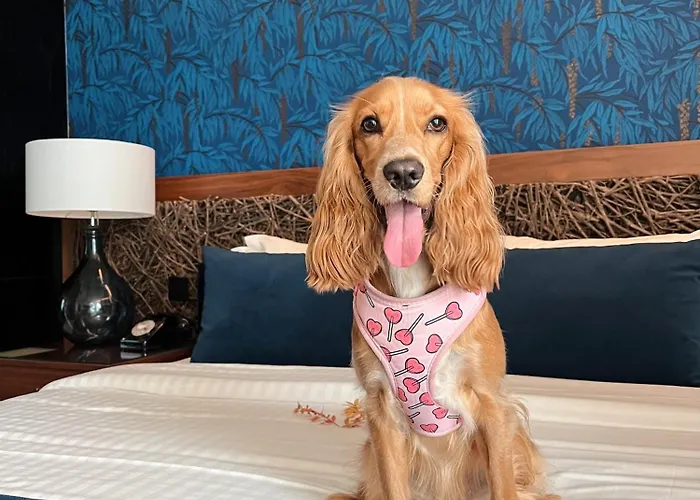 Cotto Do Gatto 4* Ponte da Barca