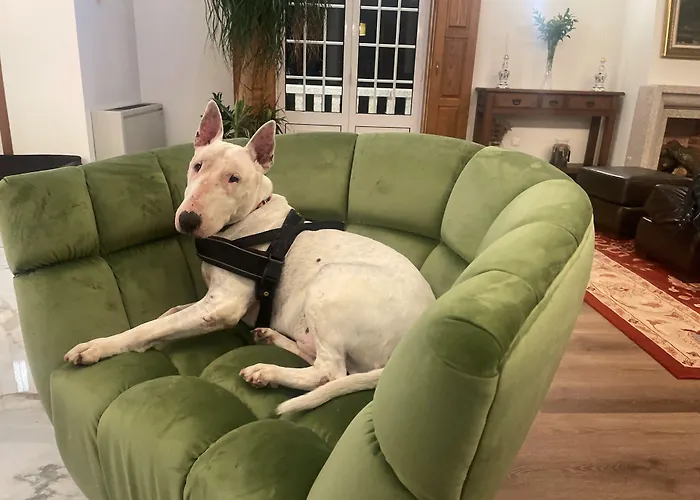 Cotto Do Gatto ポンテ・ダ・バルカ